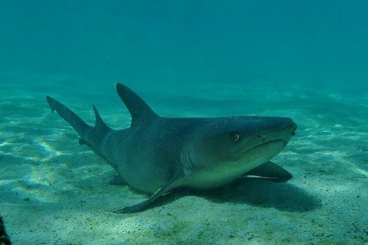 シュノーケリングと釣りを楽しめるピンゾーン島とLaFé/ Palmitas湾への日帰りツアー