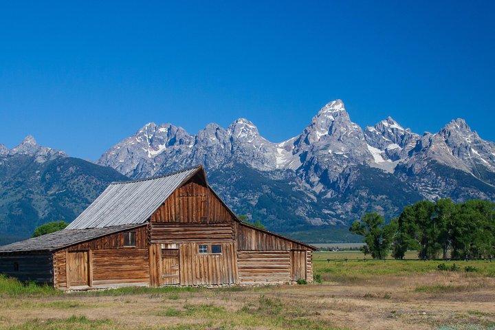 Excursion privée d'une demi-journée à Grand Teton Wildlife Safari