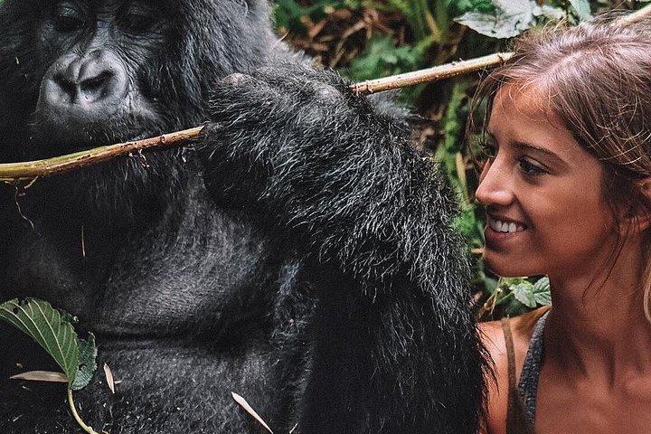 Da Kigali: gita di un giorno in Ruanda Gorilla Trekking di 10 ore con pranzo