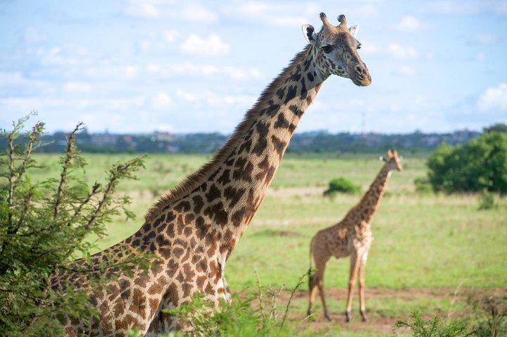 Nairobi National Park Halbtagestour