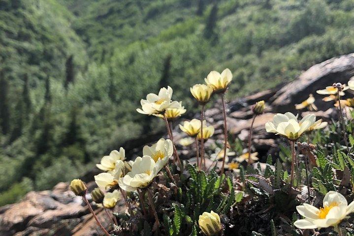 Denali 5 Hour Hiking Tour with Naturalist Guide