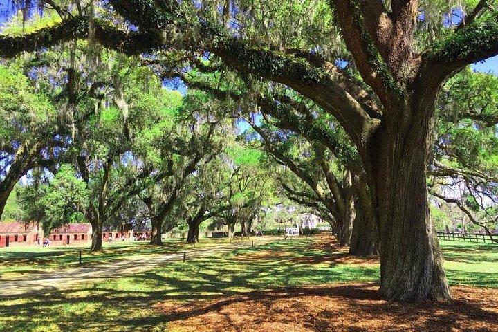 Adgangskort til adgang til Boone Hall Plantation