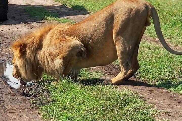 4 dagar Masai Mara & L. Nakuru National Park Experience