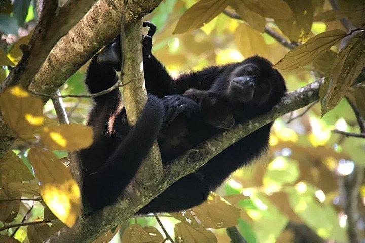 Manuel Antonio Park Private oder Gruppenführung