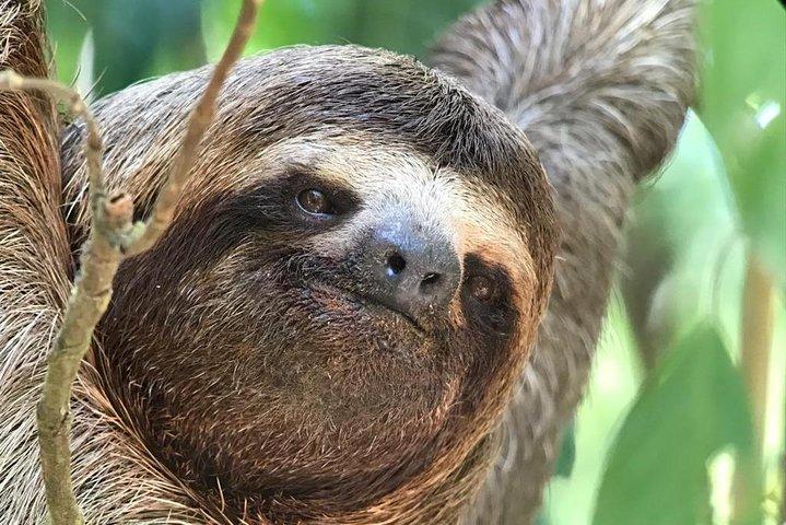 Expérience de visite guidée privée ou en groupe au parc Manuel Antonio