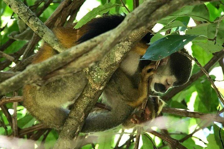 Manuel Antonio Park Private oder Gruppenführung