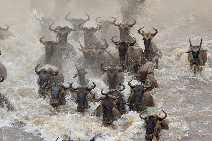 7 dagen migratie safari's-lodge