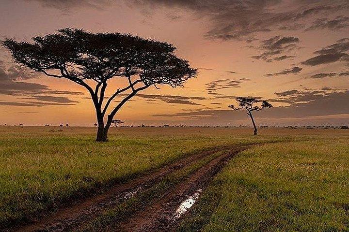 7 days migration safaris -lodge