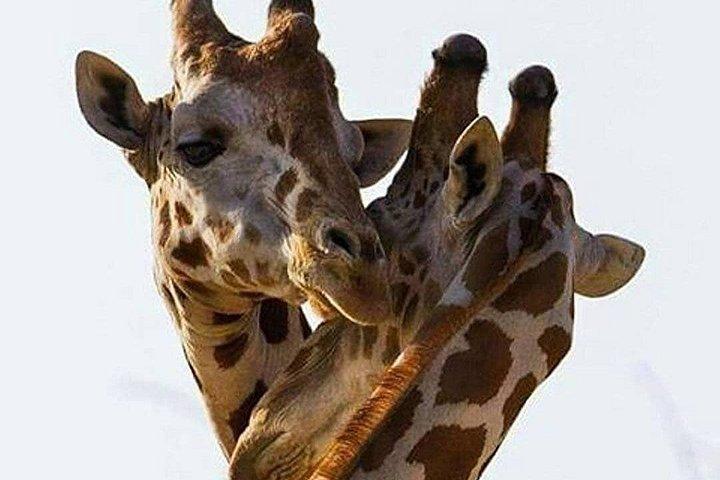 7 days migration safaris -lodge