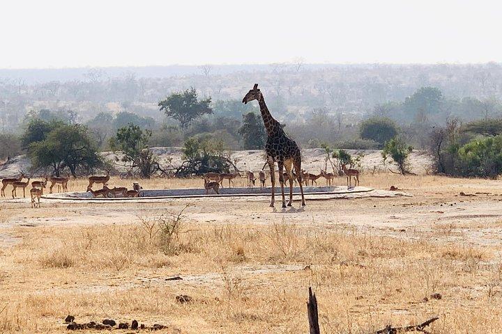 Hazyviewからのクルーガー国立公園1日ビッグ5サファリツアー