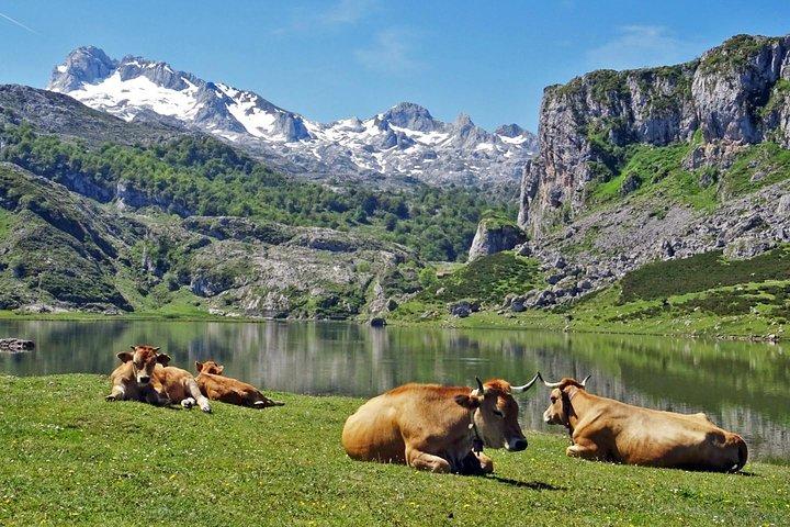 Direct Tour to Covadonga Lakes Picos de Europa from Oviedo