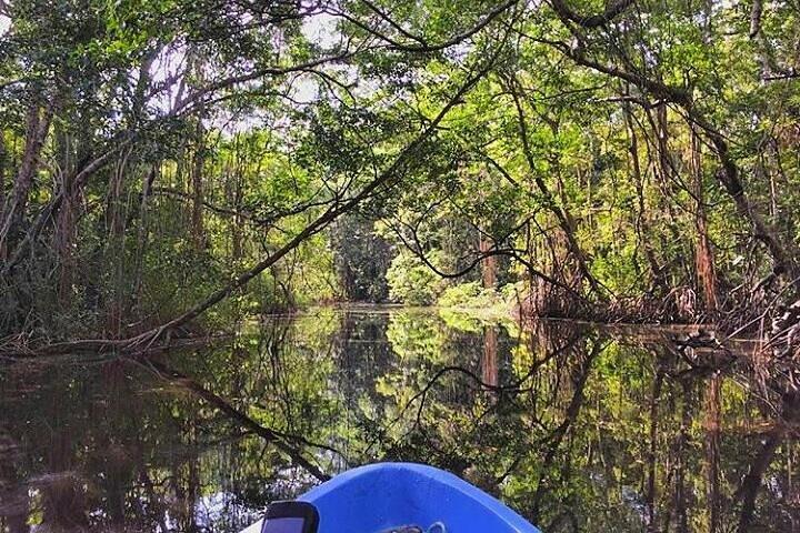Roatan Mangrove Tunnels Adventure