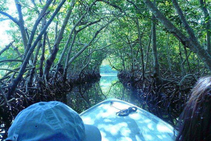 Roatan Mangrove Tunnels Adventure