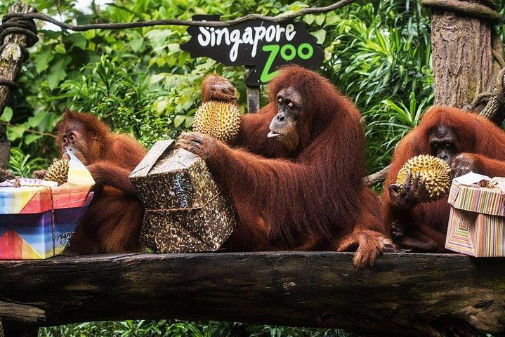 Singapore Bird Paradise & Zoo ganztägig (Ticket & Transfer)