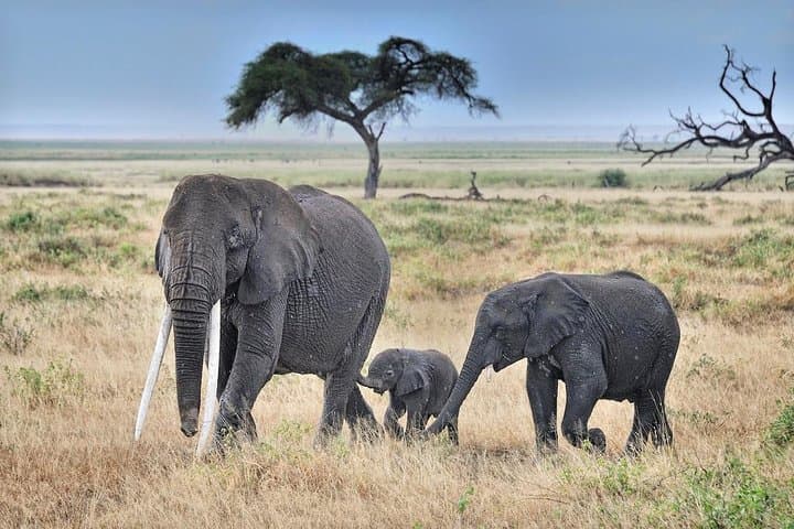 3 Days Amboseli National Park Safari