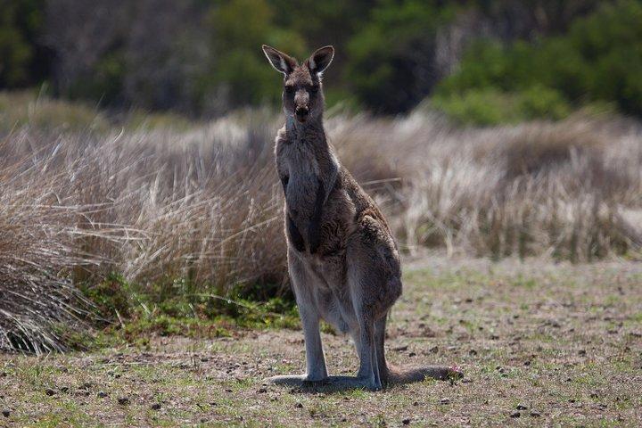 18 ～ 35 歳のバックパッカー向けのグレート オーシャン ロードと野生動物ツアー