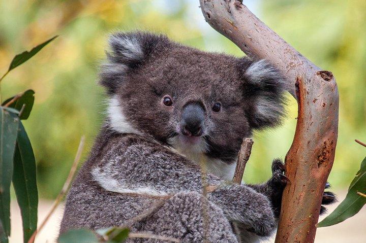 18 ～ 35 歳のバックパッカー向けのグレート オーシャン ロードと野生動物ツアー