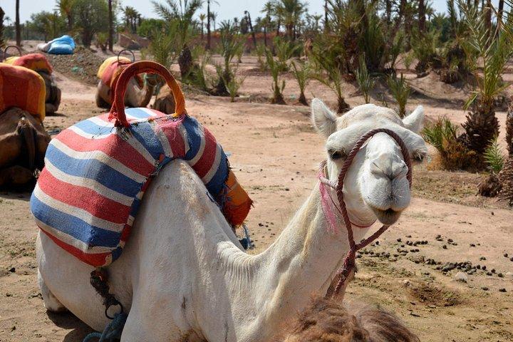 Marrakech guidad tur från Casablanca med Camel Ride