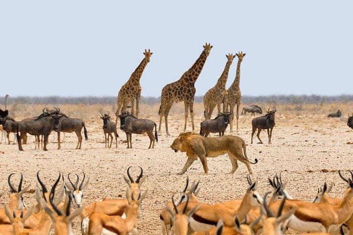 4×4ランドクルーザーで行くプライベート日帰りアンボセリ国立公園