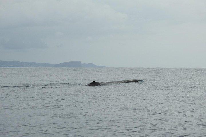 Whale Watching + Island Goats / Water4fun
