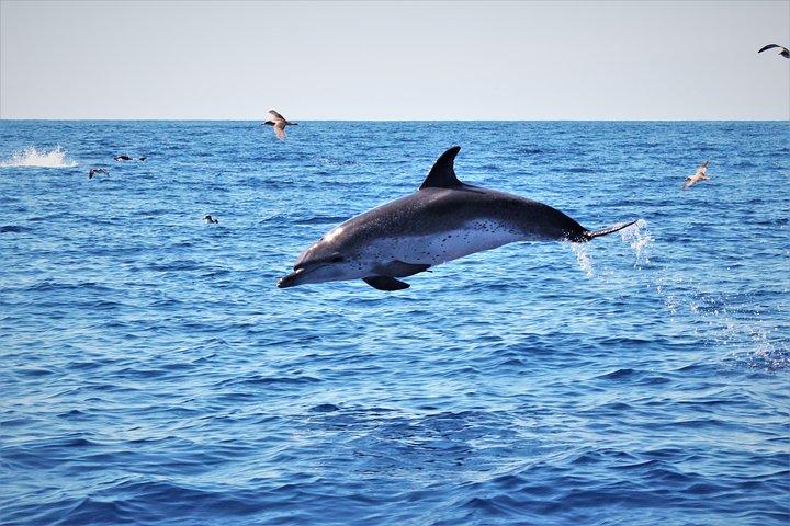 Wal- und Delfinbeobachtung auf der Insel Terceira