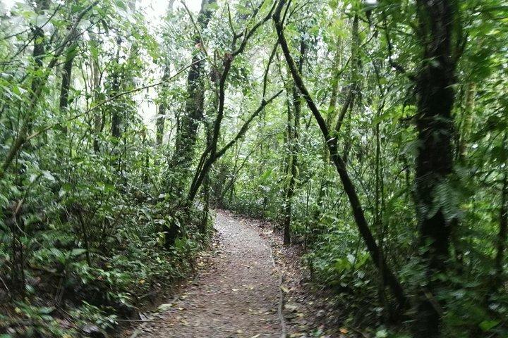 Monteverde Birdwatching and wildlife tour