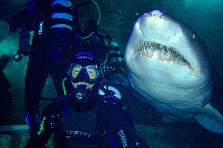 SEA LIFEシドニー水族館のShark Dive Xtreme