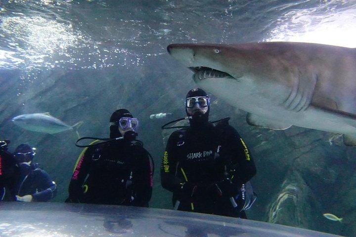 SEA LIFEシドニー水族館のShark Dive Xtreme
