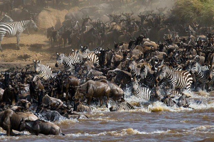 4 dagar Masai Mara & L. Nakuru National Park Experience