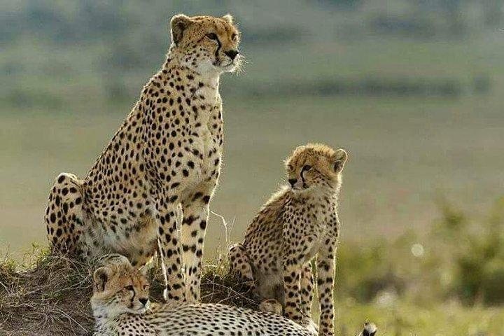 4 dagar Masai Mara & L. Nakuru National Park Experience