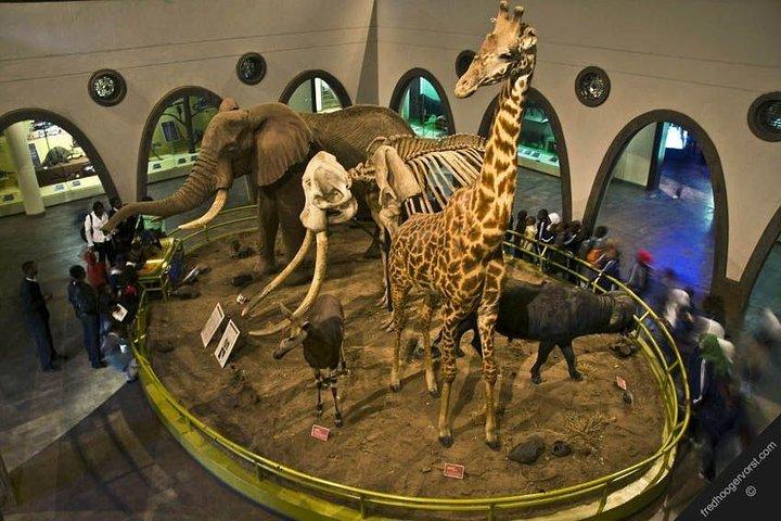 Visite guidée d'une demi-journée du centre des girafes, du bébé éléphant et de Karen Blixxen