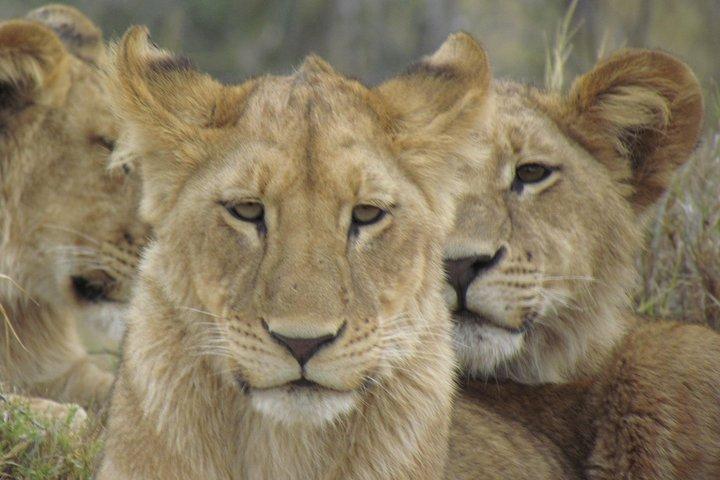 Safari de 11 dias em Botswana