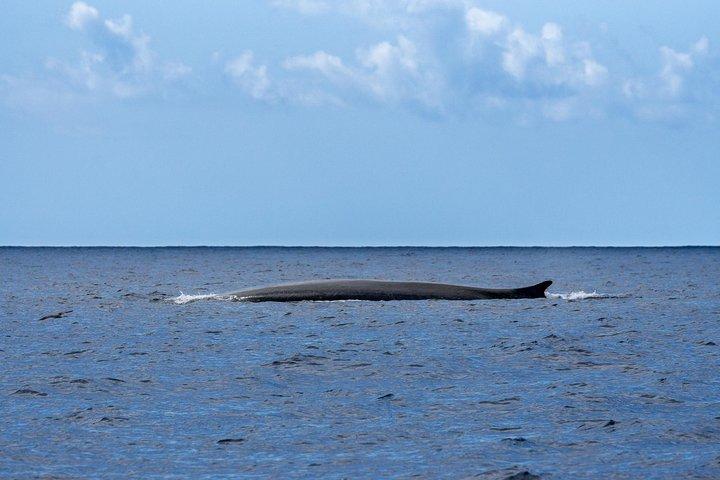 Observation de baleines et de dauphins sur l'île Terceira