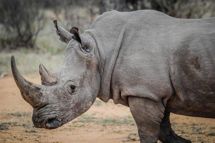 Nairobis nationalpark och Giraffe Center
