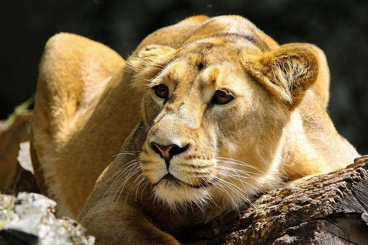 Nairobis nationalpark och Giraffe Center