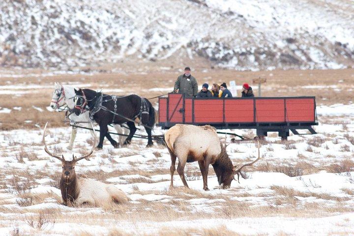 Le meilleur de Jackson Hole Wildlife Safari Tour
