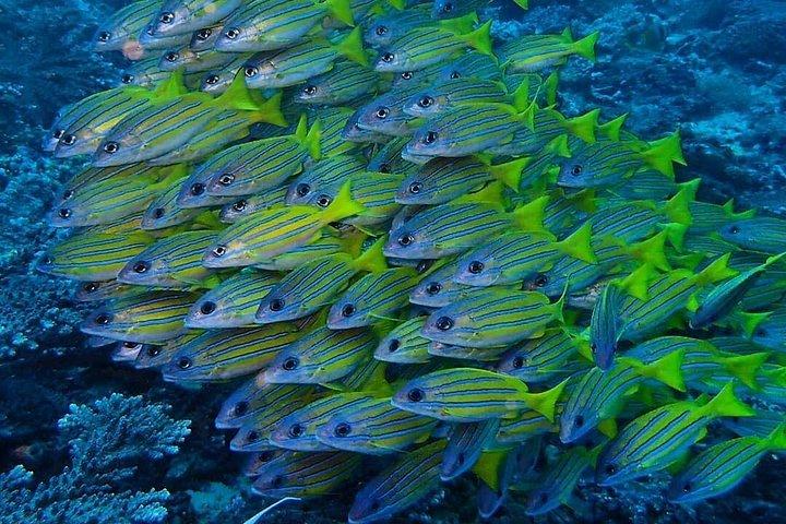 バリ島トランベン沈没船リバティ号でダイビング