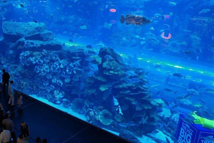 Tickets für das Dubai Mall Aquarium und den Unterwasserzoo mit Transfer