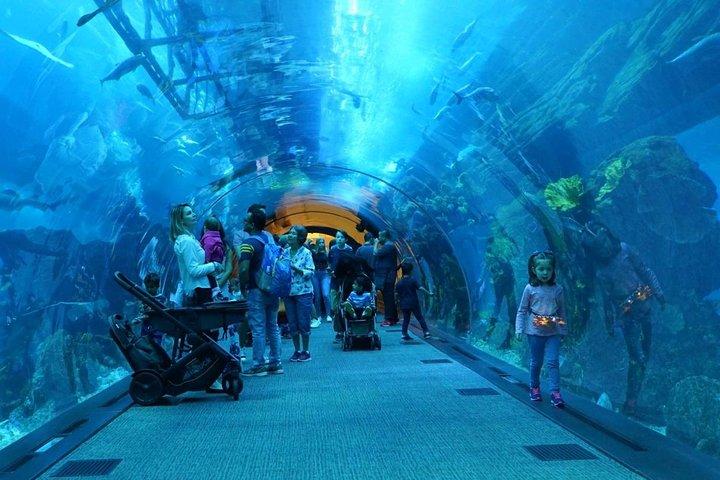 Tickets für das Dubai Mall Aquarium und den Unterwasserzoo mit Transfer
