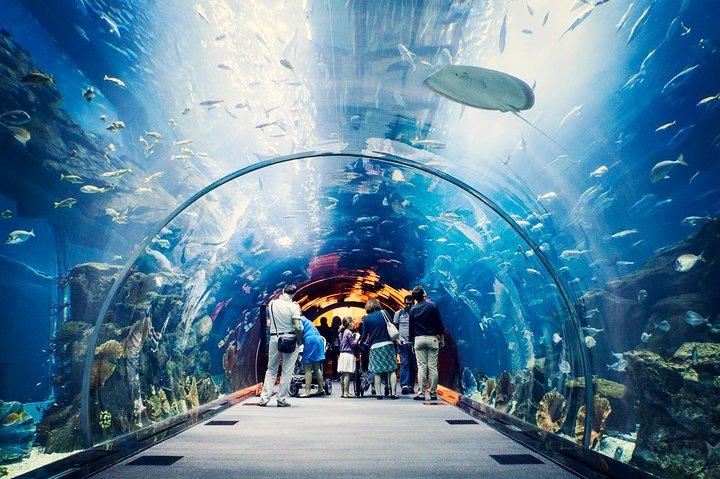 Tickets für das Dubai Mall Aquarium und den Unterwasserzoo mit Transfer