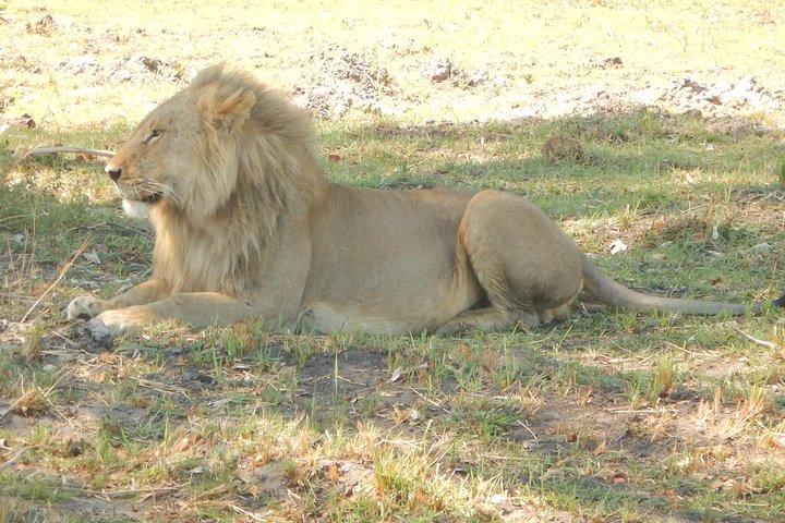 3-Day Moremi Game Reserve - por passear safaris