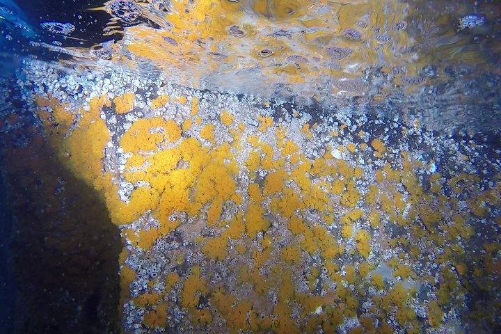 Schnorcheln zwischen den Unterwasserhöhlen von Ischia Ponte