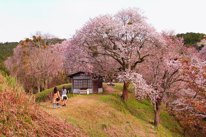 Kyoto-dagstur til Nara med en lokal - privat og personlig