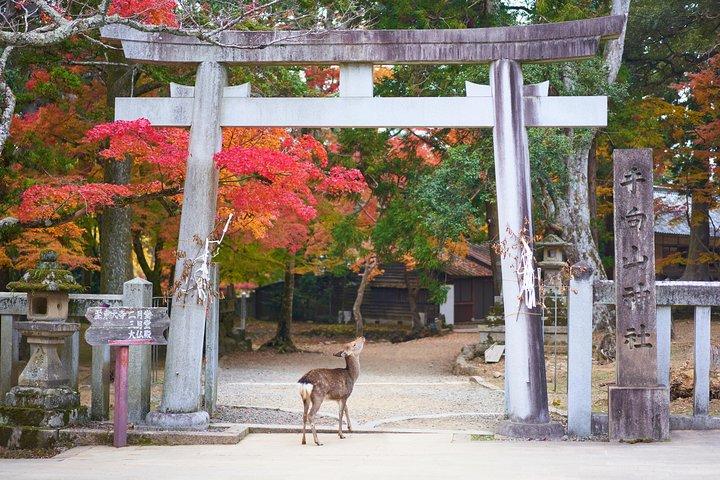 Excursion d’une journée à Nara avec un local – privé et personnalisé