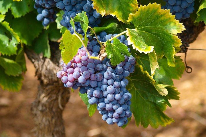 Tour de medio día de cata de vinos y Saint Paul de Vence desde Niza