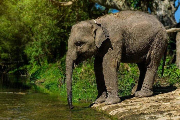Half Day Visit Elephant Sanctuary in Samui