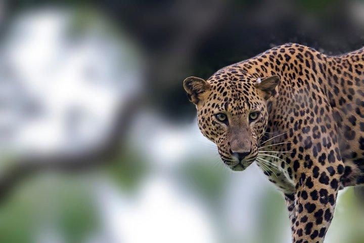 Leopard Safari Tour i Yala National Park