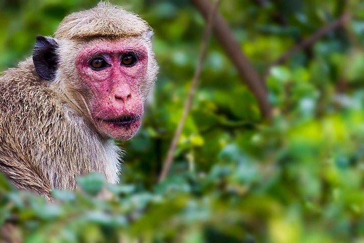 ヤーラ国立公園のヒョウ・サファリツアー