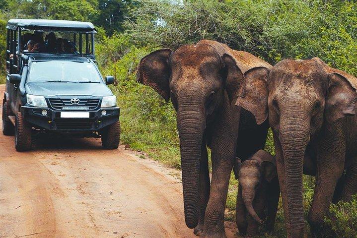 Leopard Safari Tour i Yala National Park