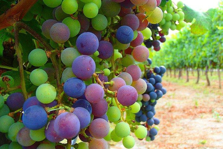 Unveiling Cafayate: Premium Wine Road Adventure